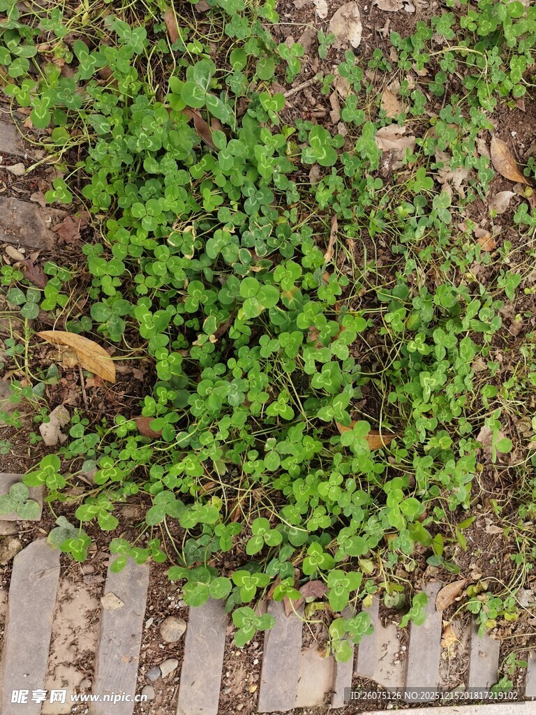 路边翠绿的匍匐植物
