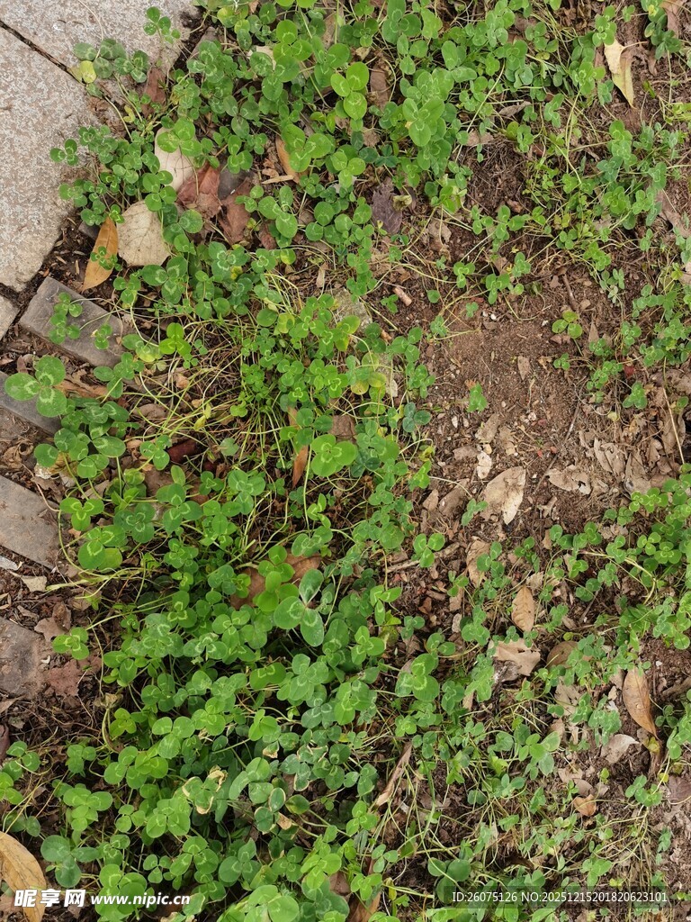 地面上的绿色丛生小草