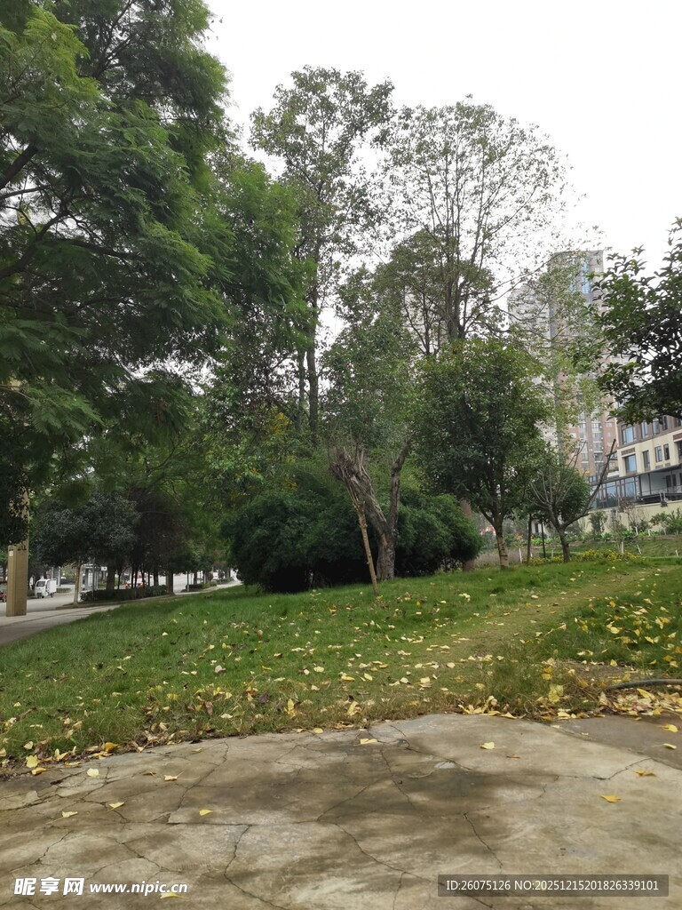 户外绿树覆盖的开阔场景