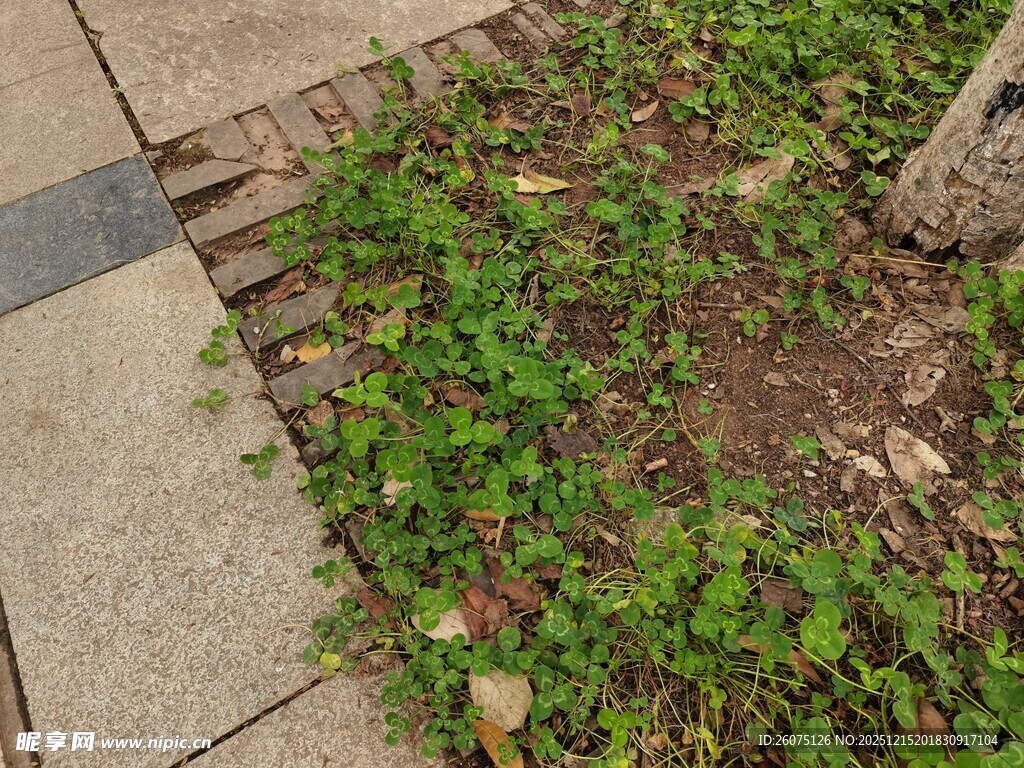 路边树下的蓬勃绿植