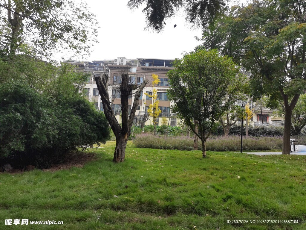 绿意盎然的校园景观