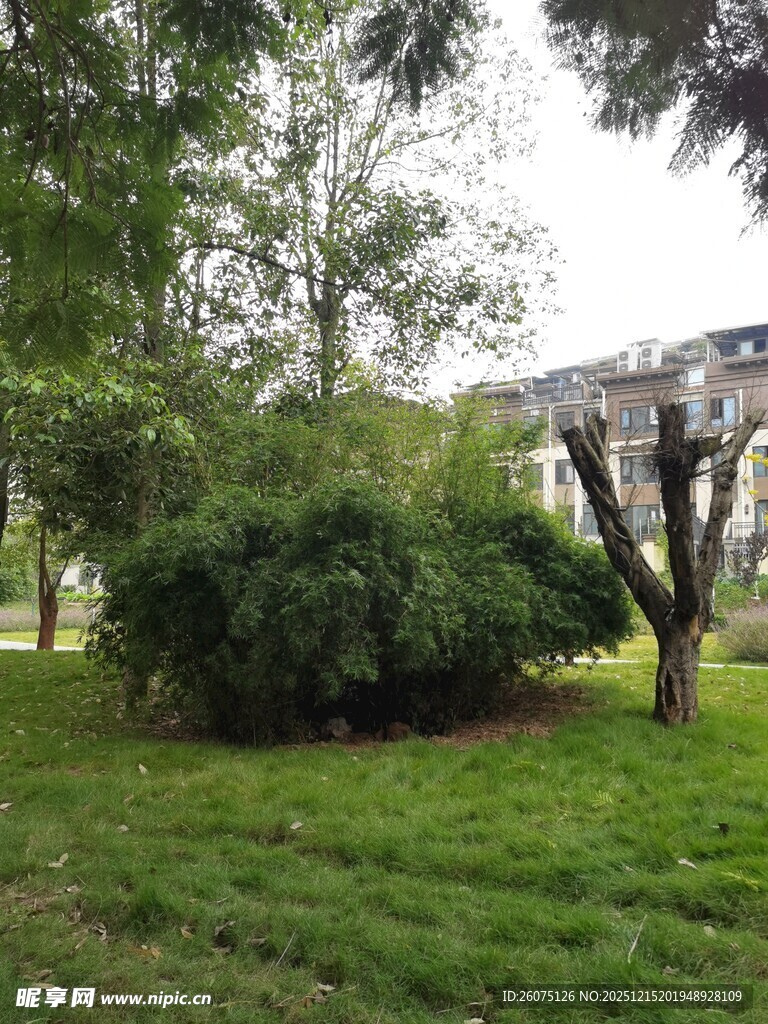 绿意盎然的户外园林景观