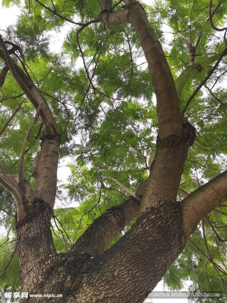 仰视繁茂大树