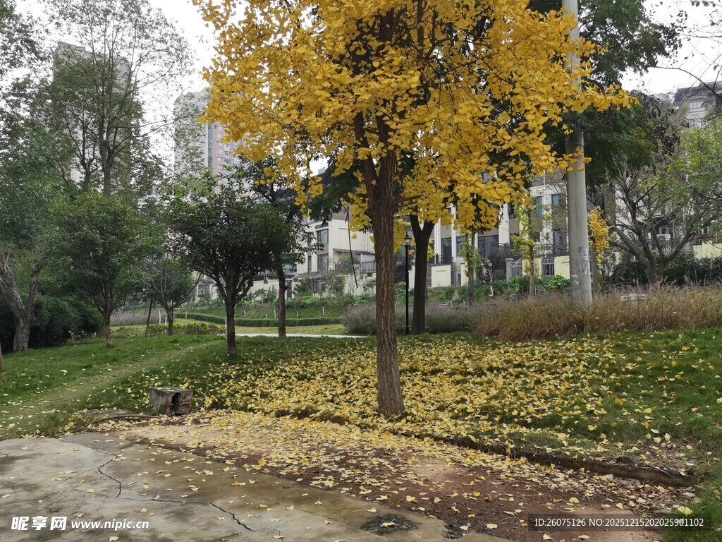 秋日公园落叶树木景致
