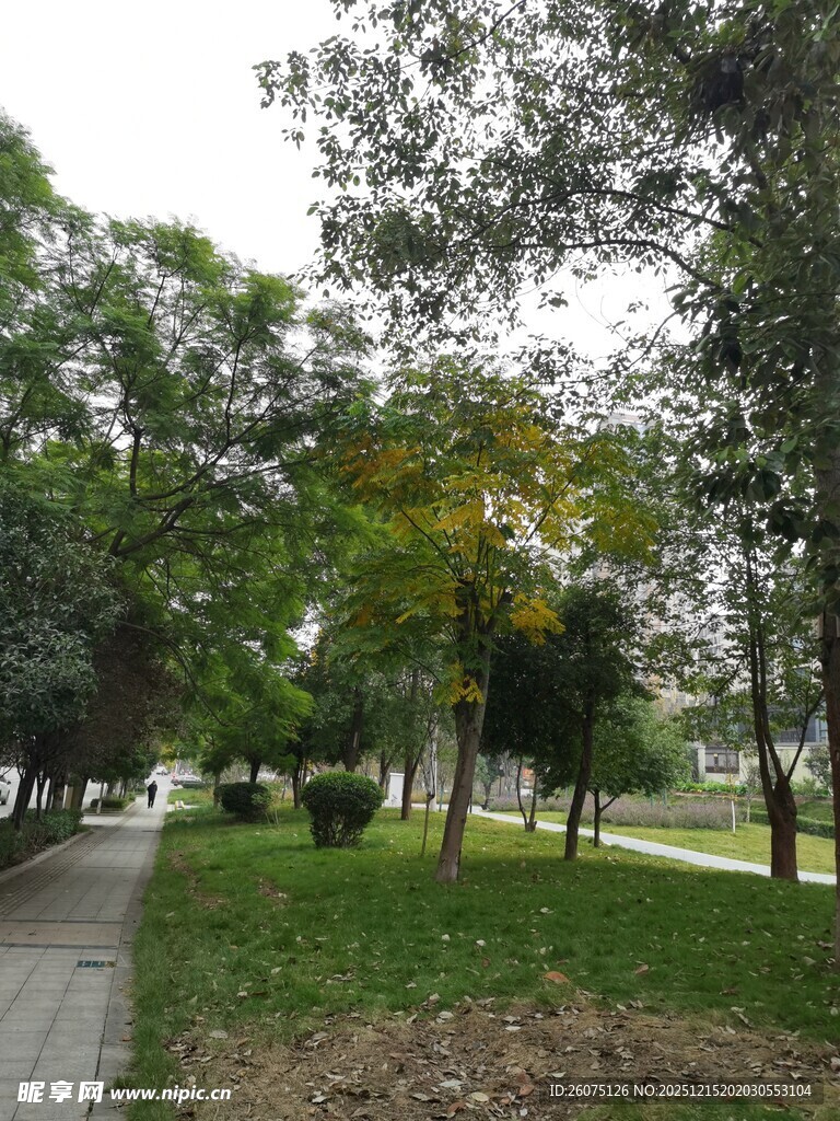 公园林荫小道风景