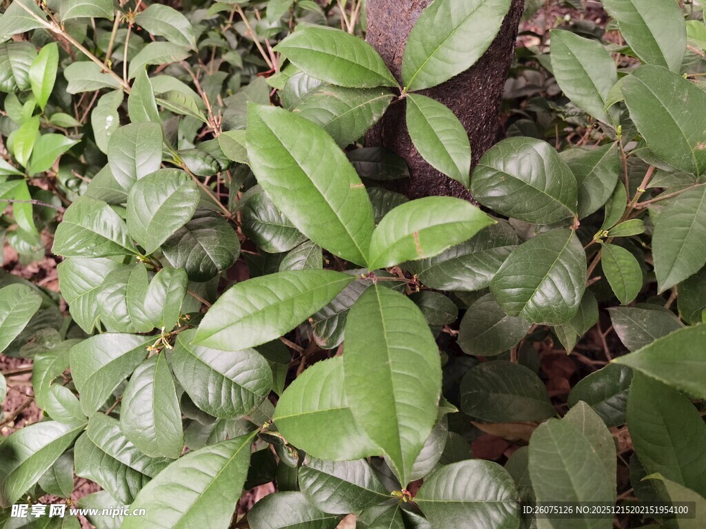 绿叶繁茂的植物景观