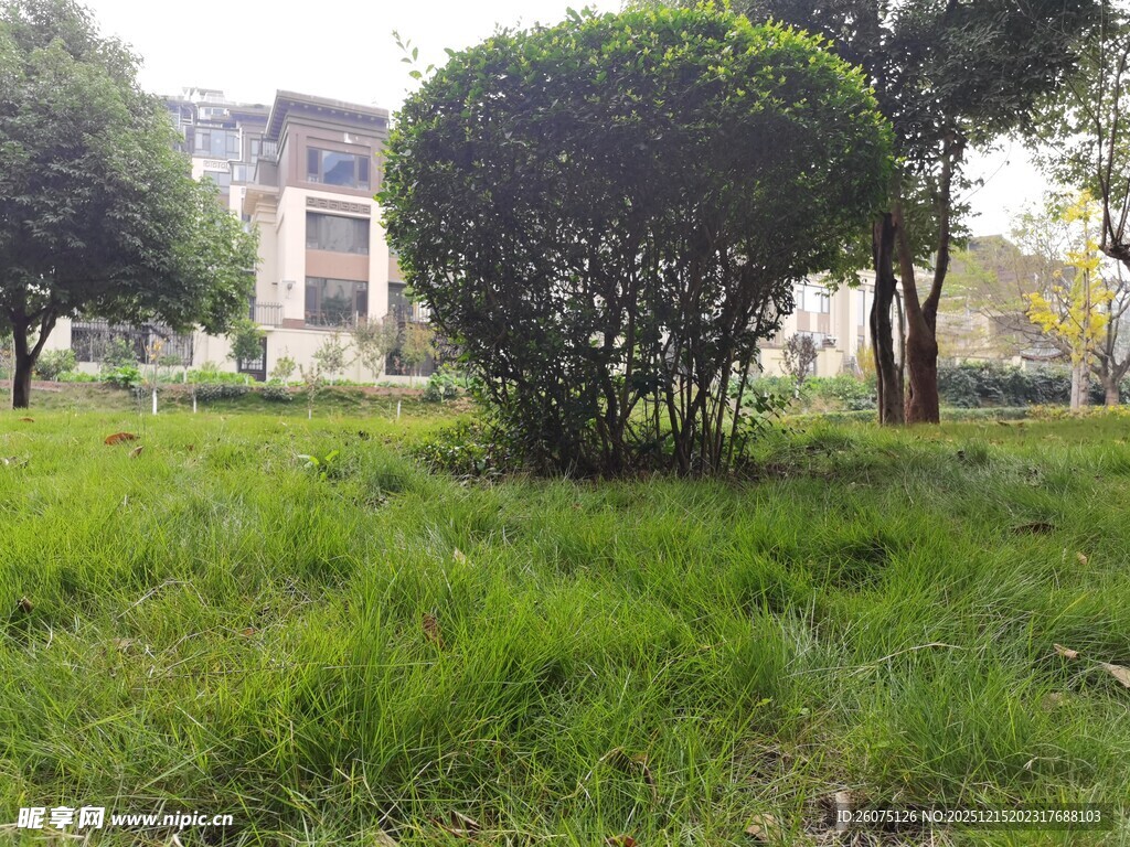 绿意盎然的户外草坪景观