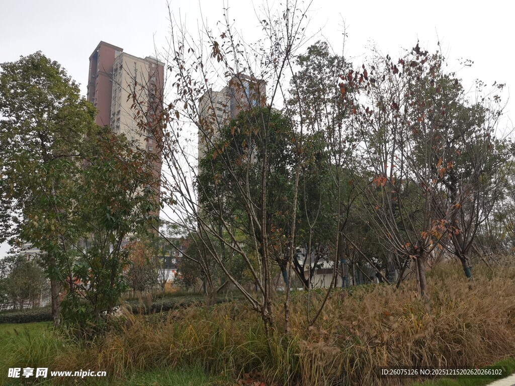 城市中树木环绕的高楼