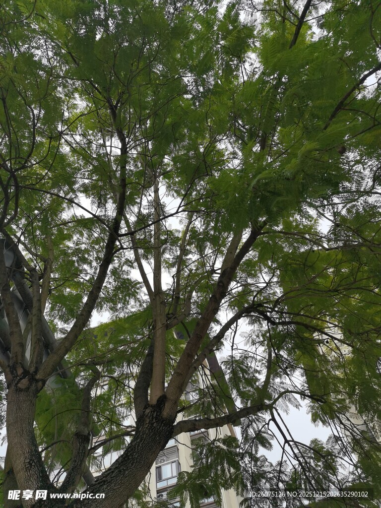 繁茂绿树枝叶舒展