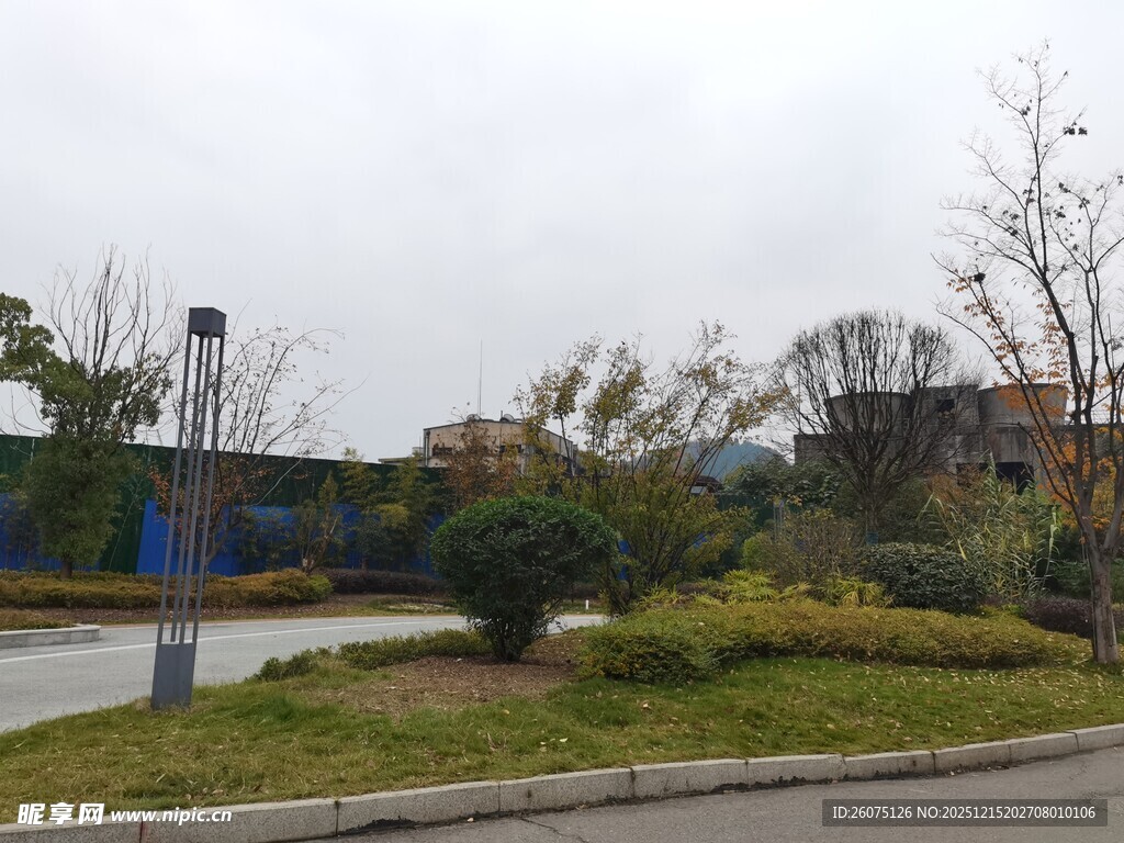 城市路边的绿植景观