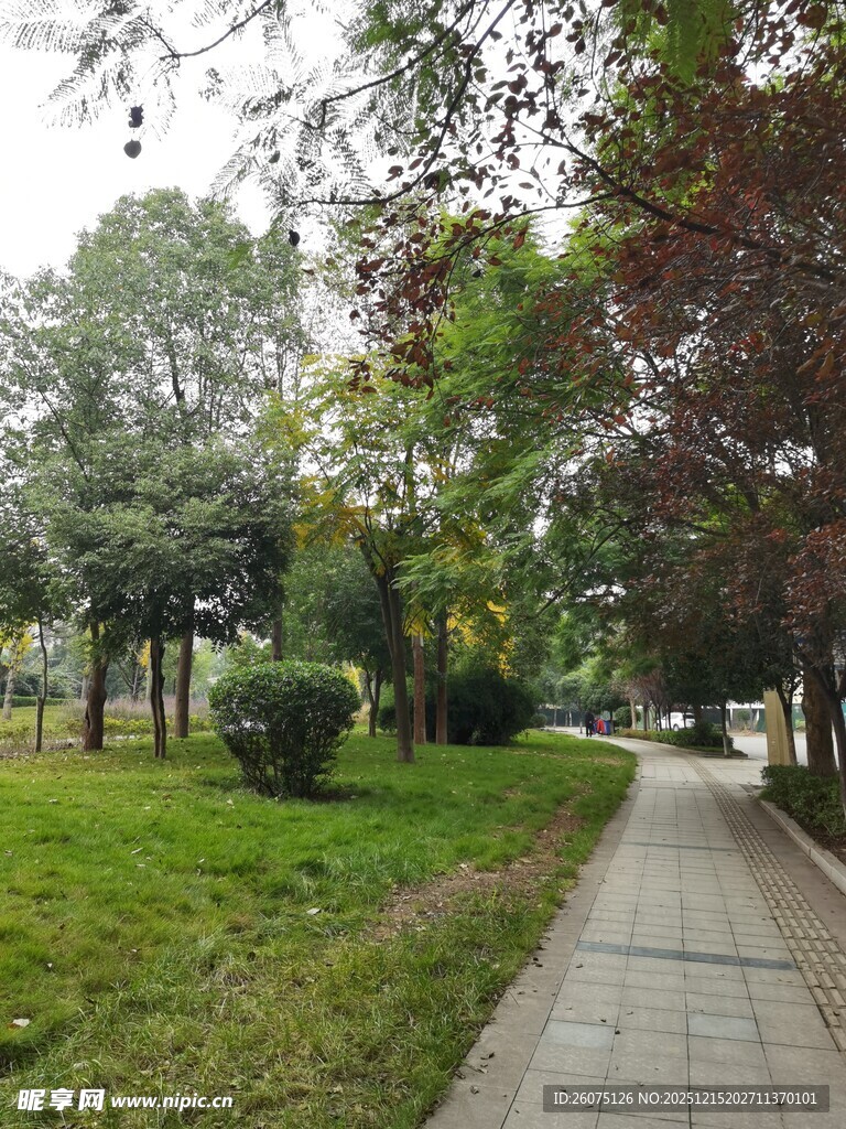 公园幽静小路与葱郁绿植