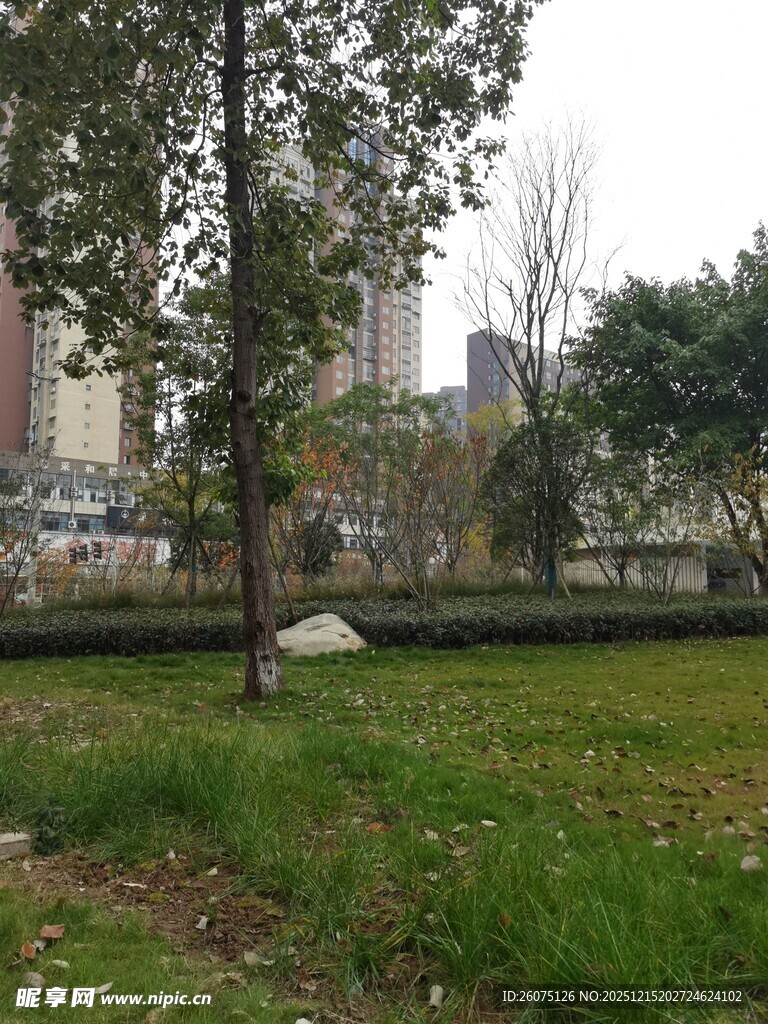 城市中的绿地与树木景观