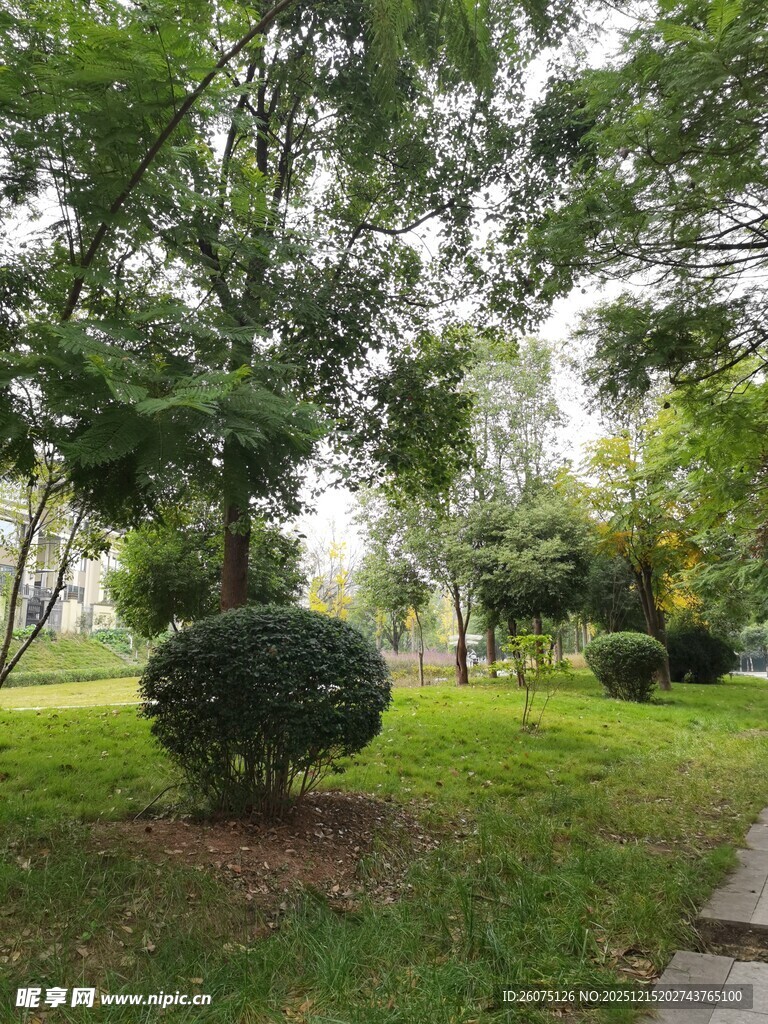 绿意盎然的公园景观