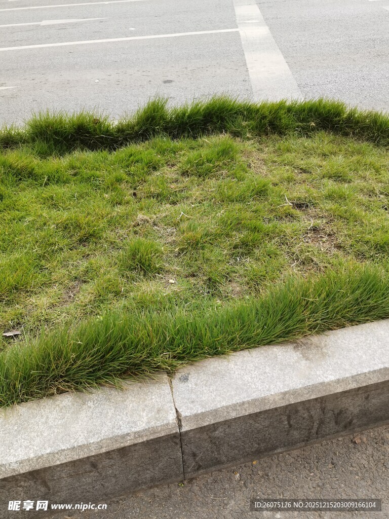 路边翠绿草坪