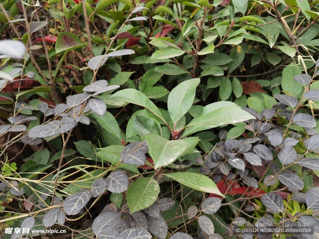 绿叶植物近景特写