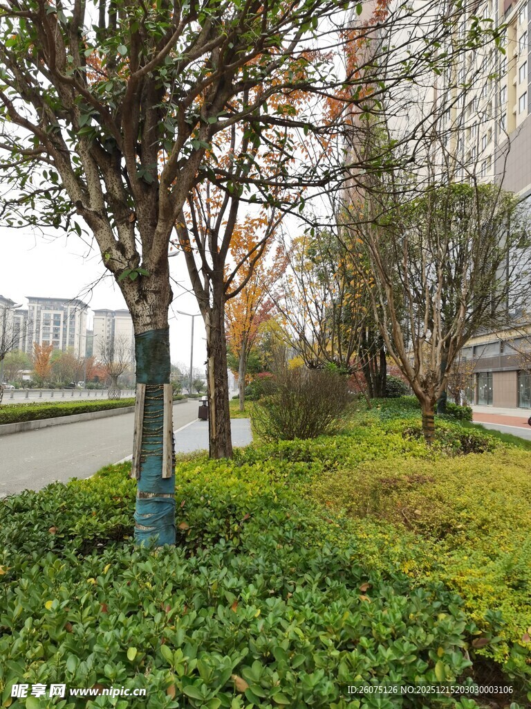 城市街边绿植景观