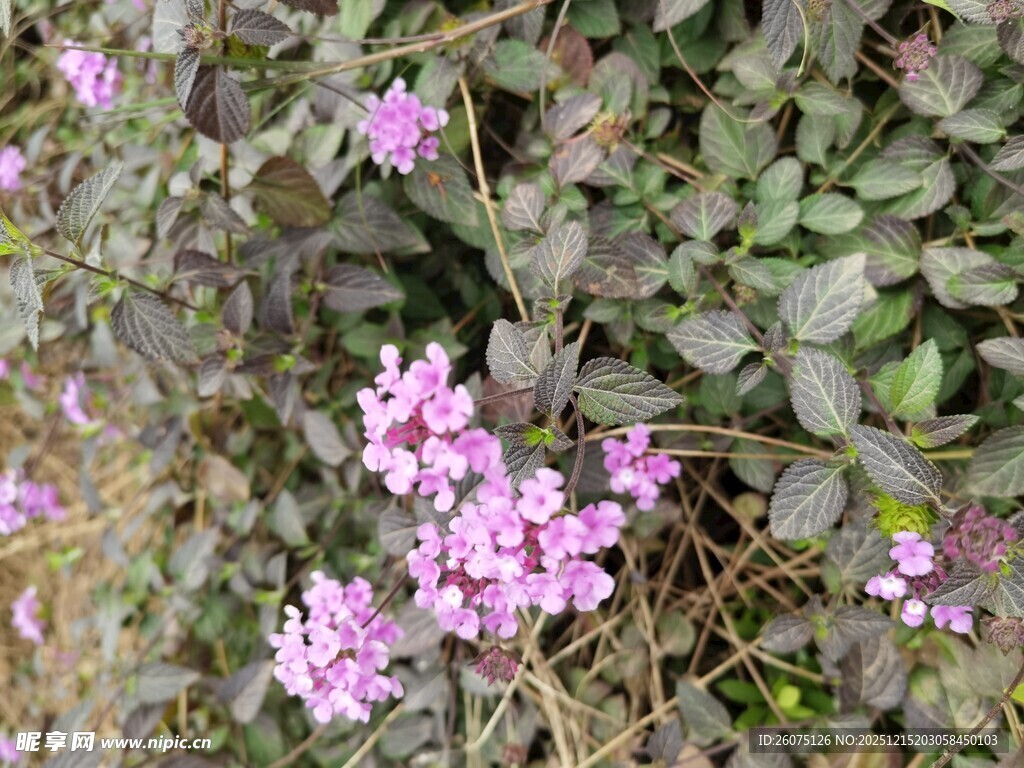 绽放的粉紫色小花