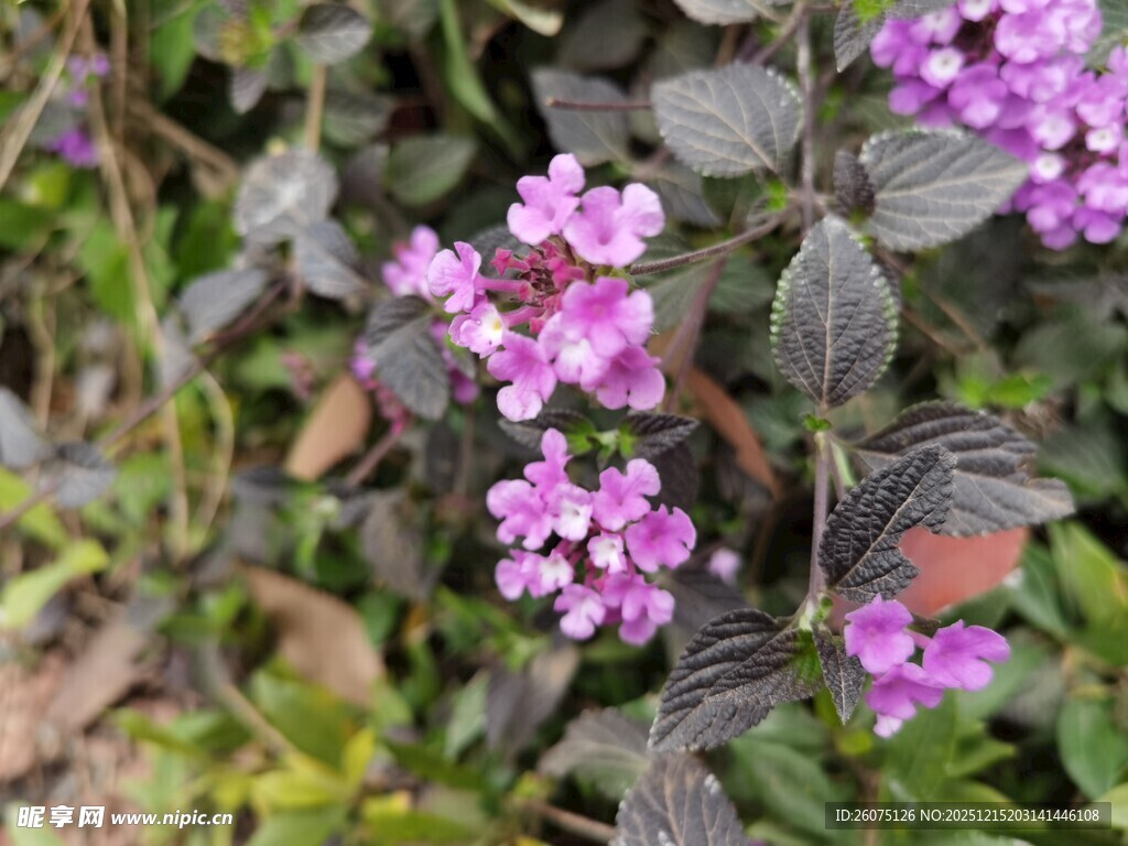 紫色小花绽放绿叶间