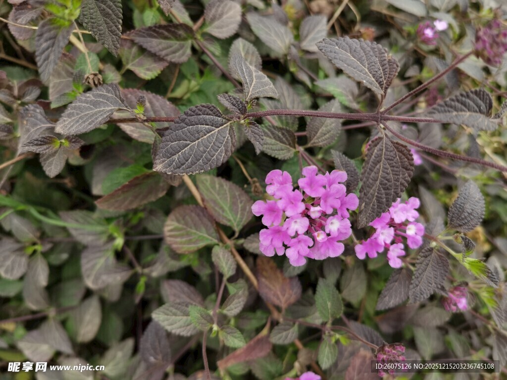 紫花绿叶植物特写