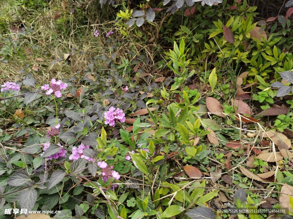 草丛中的紫色小花