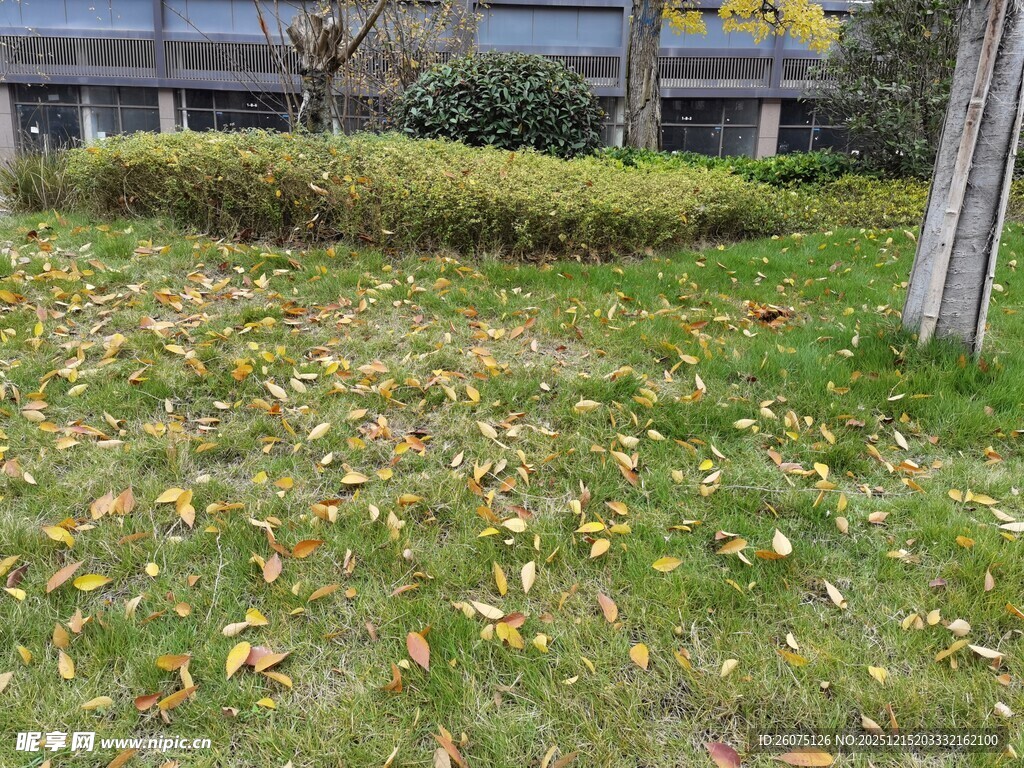 秋日草坪落叶景观