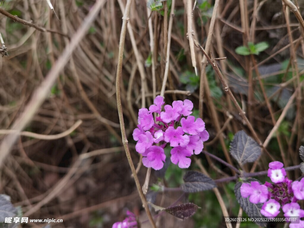 草丛中的艳丽紫色小花
