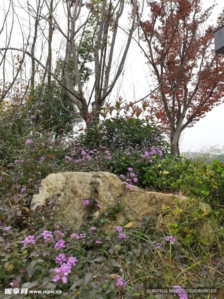 春日岩石旁的烂漫紫花