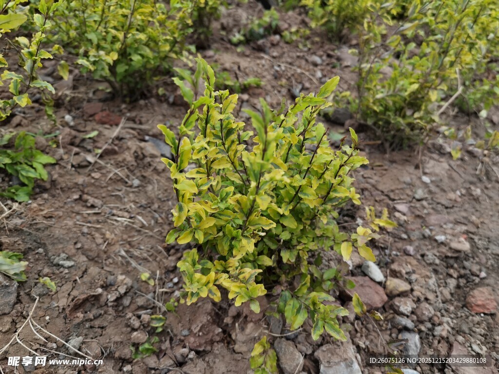 金黄叶片的低矮植物景观