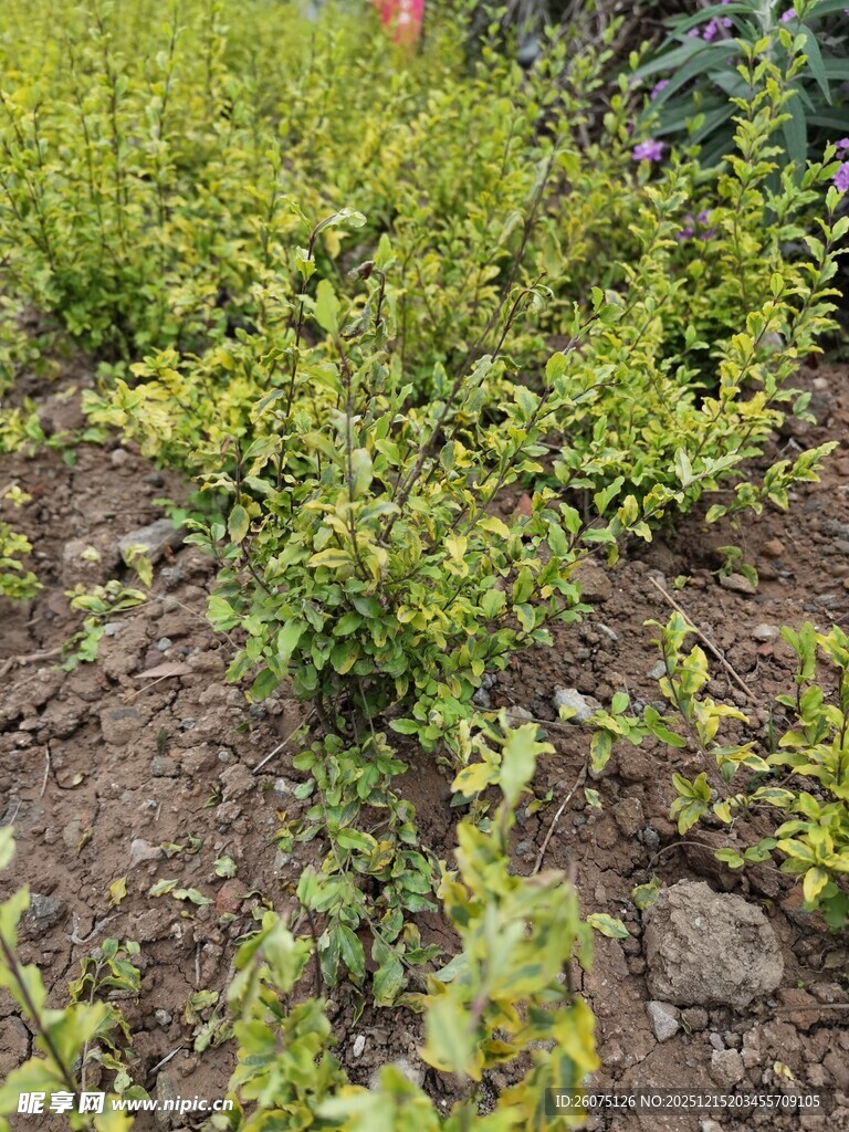 嫩绿植物生长于泥土间