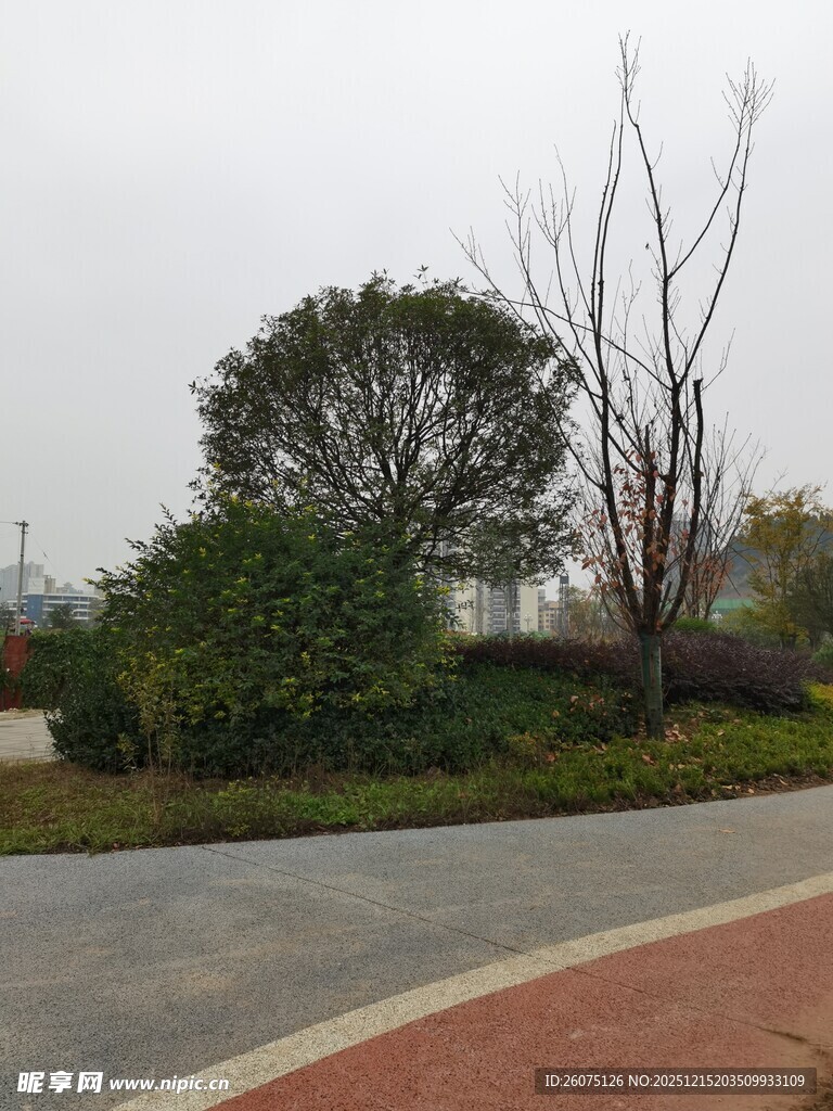 城市路边绿植景观