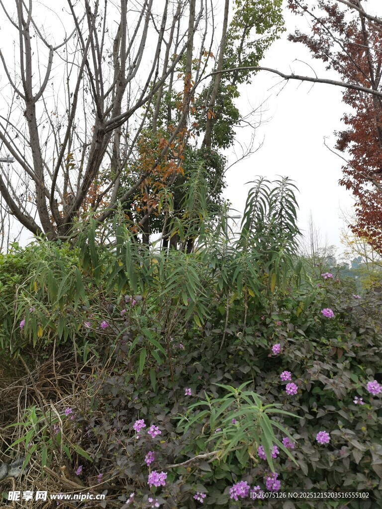 秋日郊野花草树木景致