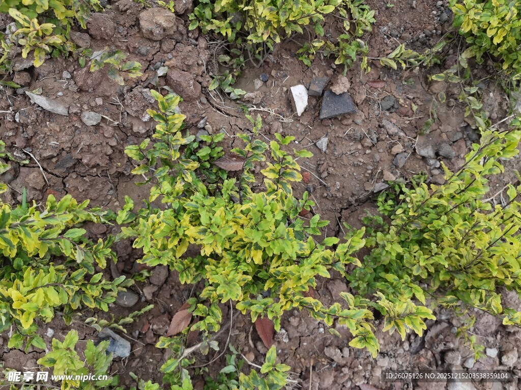 地面绿植与散落石块