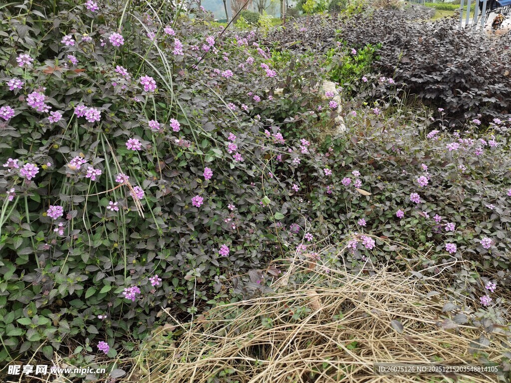 紫色花丛与干草景观