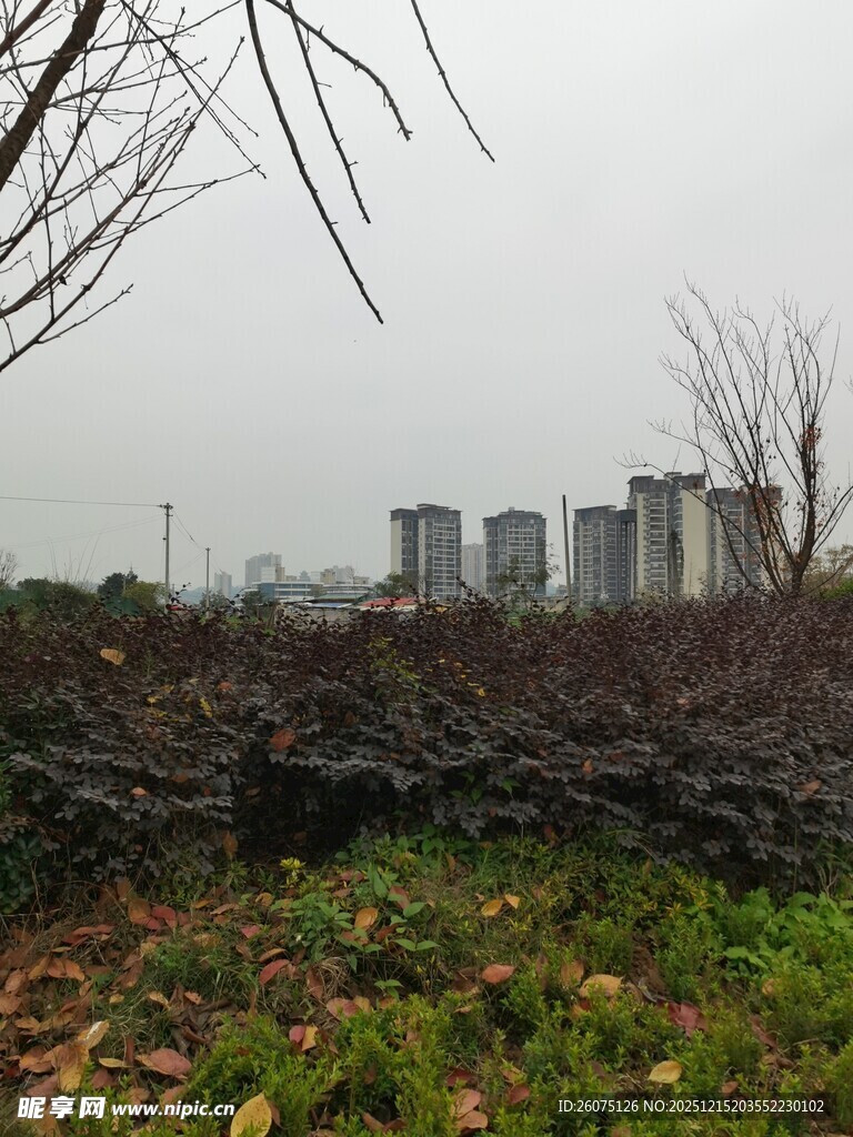 冬日城郊枯树与远处建筑