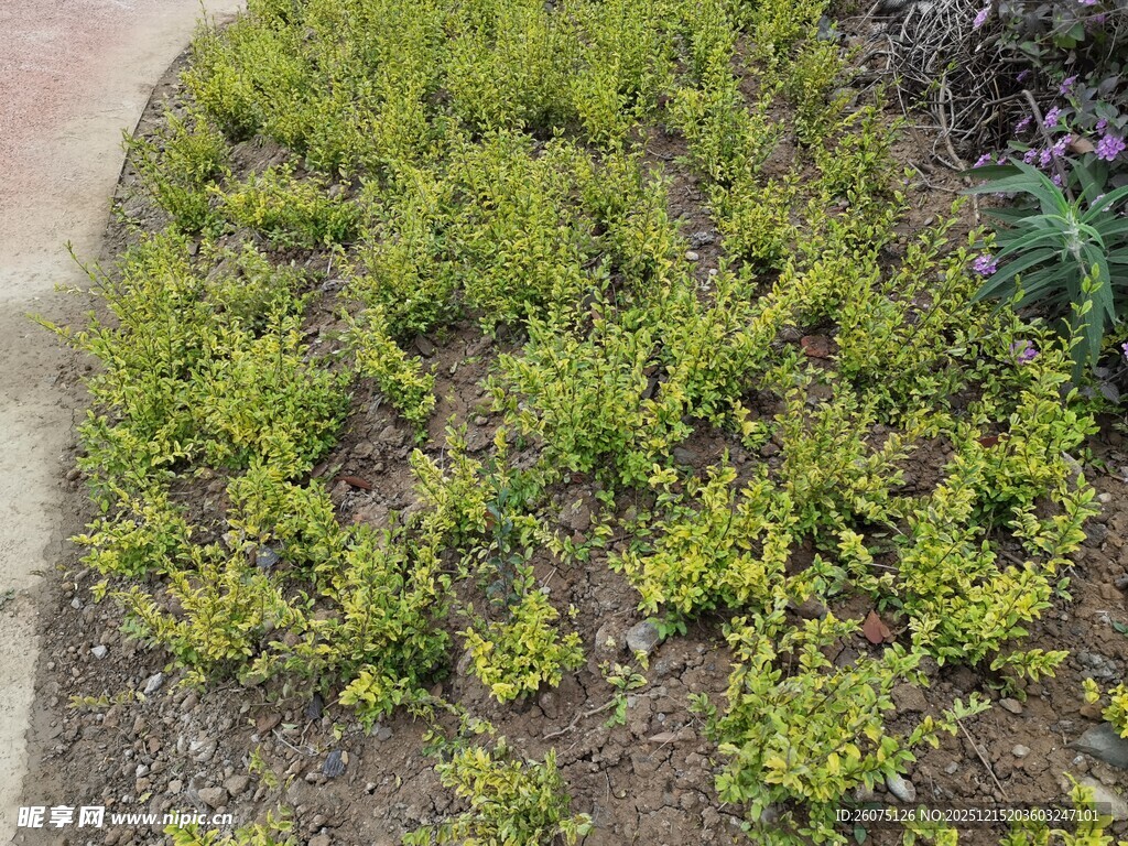 翠绿丛生植物景观