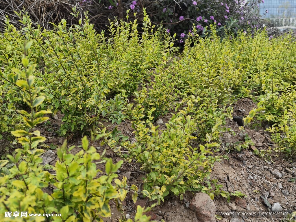 翠绿灌木丛景观