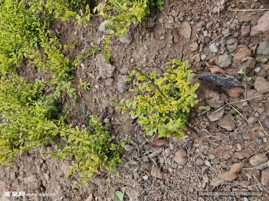 地面上的嫩绿植物