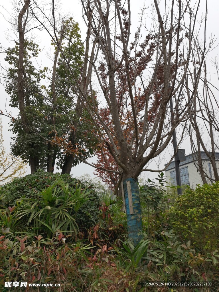 冬日萧瑟的树木与绿植景观