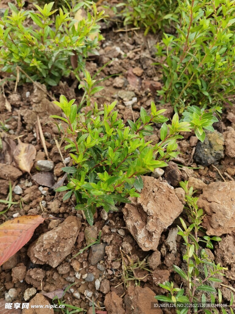 破土而出的嫩绿植物