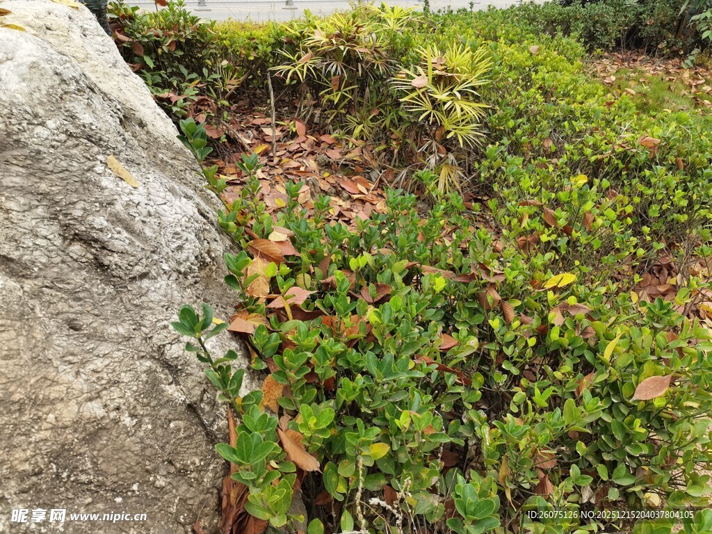 岩石旁的多彩低矮植物