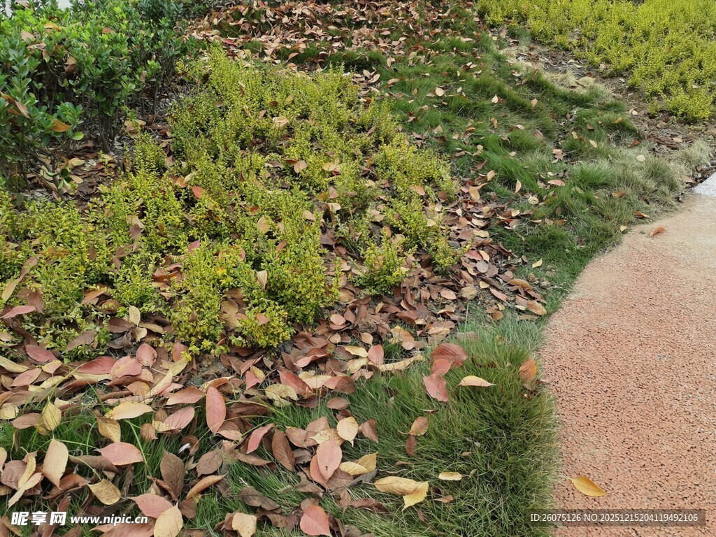 路边落叶与绿植景观