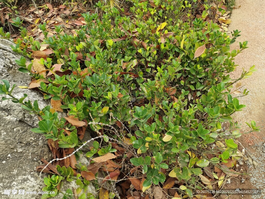 绿叶繁茂的低矮灌木丛