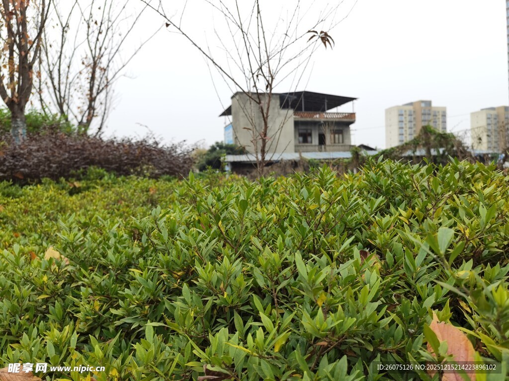 绿意盎然的户外景观