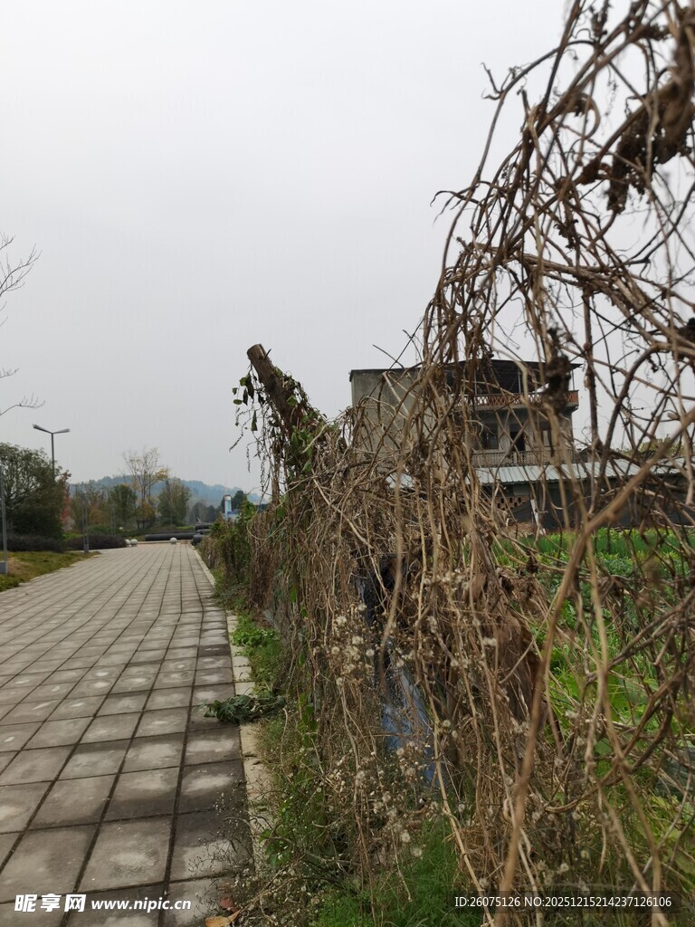 废弃藤蔓缠绕的荒芜小道