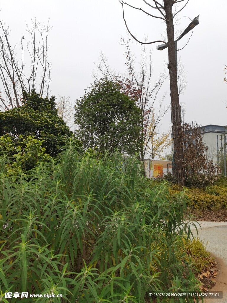 户外绿植景观一角