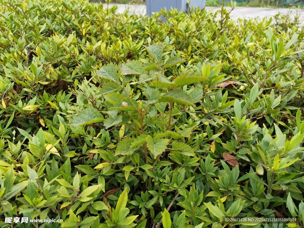 翠绿繁茂的灌木丛景观