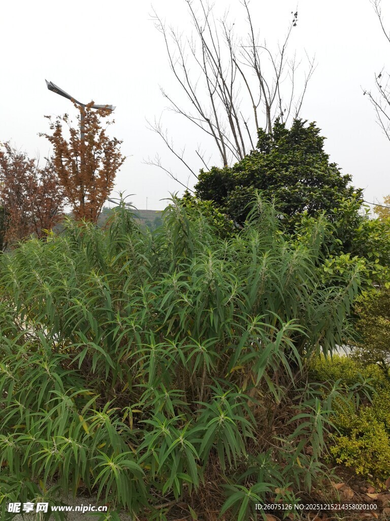 户外繁茂绿植景观