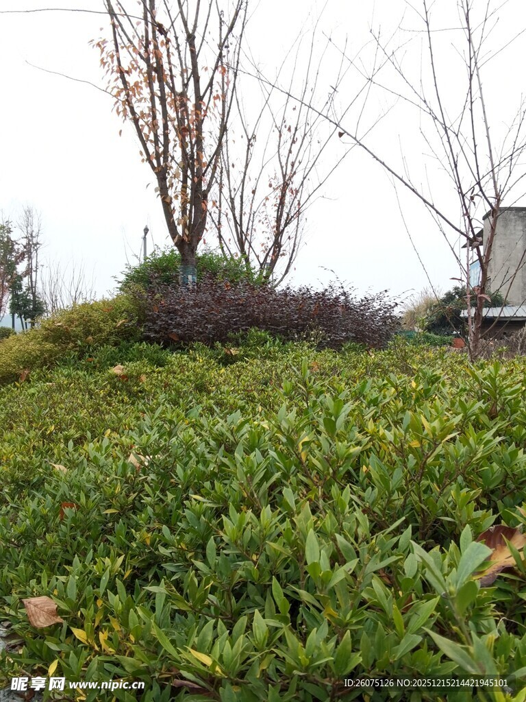 绿意盎然的户外植物景观