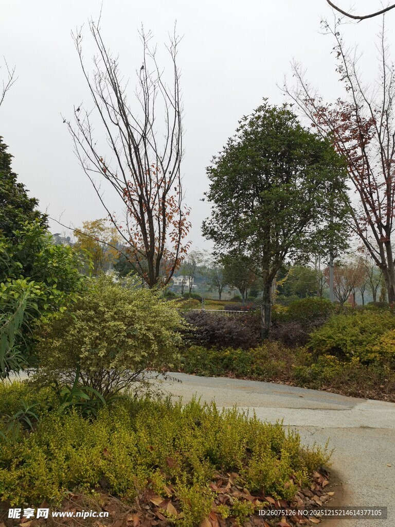 蜿蜒小径旁的绿植景观