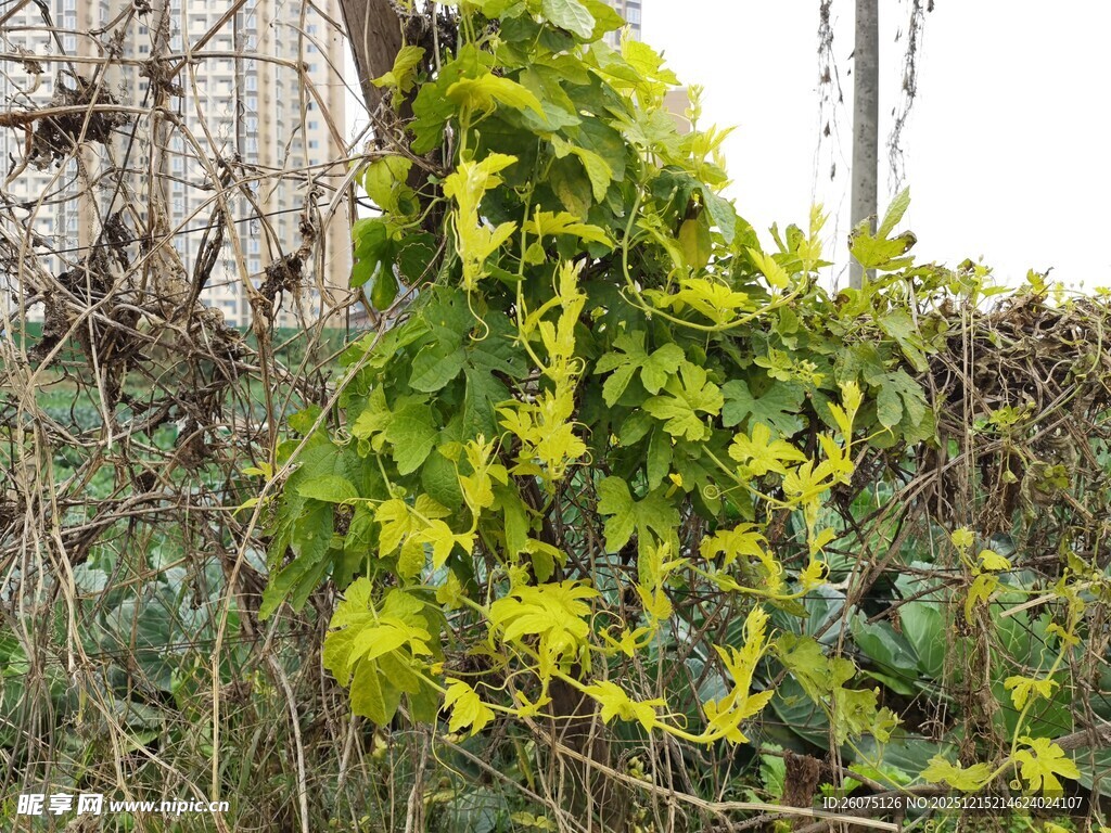 攀附围栏的翠绿藤蔓